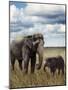 Young  Elephant with its Mother-abracadabra99-Mounted Photographic Print