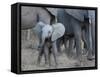 Young Elephant-Scott Bennion-Framed Stretched Canvas