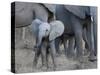 Young Elephant-Scott Bennion-Stretched Canvas