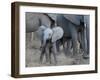 Young Elephant-Scott Bennion-Framed Photo