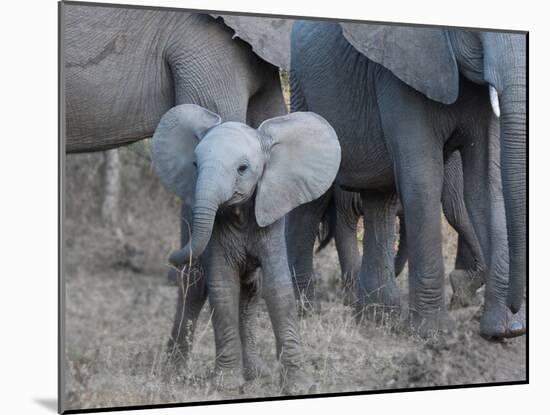 Young Elephant-Scott Bennion-Mounted Photo