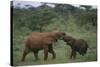 Young Elephants Caressing Each Other-DLILLC-Stretched Canvas