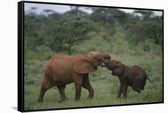 Young Elephants Caressing Each Other-DLILLC-Framed Stretched Canvas