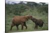 Young Elephants Caressing Each Other-DLILLC-Stretched Canvas