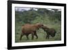 Young Elephants Caressing Each Other-DLILLC-Framed Photographic Print