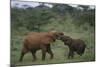 Young Elephants Caressing Each Other-DLILLC-Mounted Photographic Print