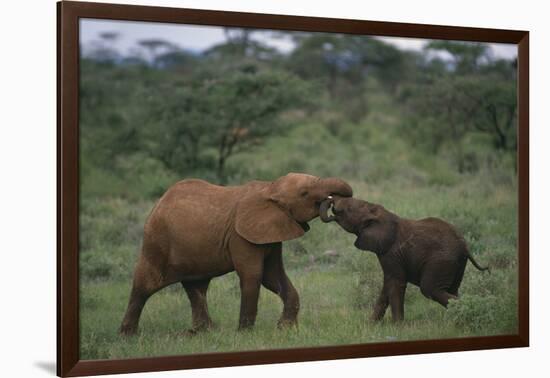 Young Elephants Caressing Each Other-DLILLC-Framed Photographic Print