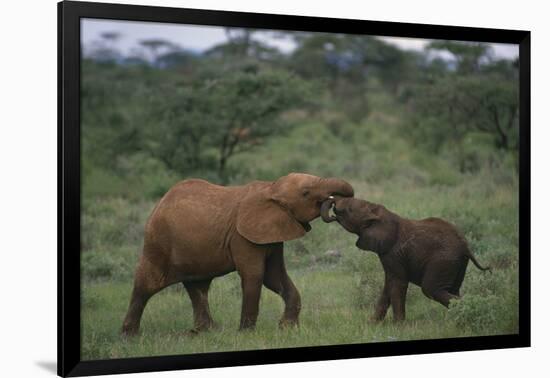 Young Elephants Caressing Each Other-DLILLC-Framed Photographic Print