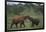 Young Elephants Caressing Each Other-DLILLC-Framed Photographic Print