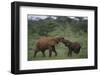Young Elephants Caressing Each Other-DLILLC-Framed Photographic Print