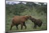 Young Elephants Caressing Each Other-DLILLC-Mounted Photographic Print