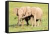 Young Elephants, Masai Mara, Kenya, East Africa, Africa-Karen Deakin-Framed Stretched Canvas