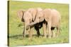 Young Elephants, Masai Mara, Kenya, East Africa, Africa-Karen Deakin-Stretched Canvas