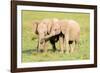 Young Elephants, Masai Mara, Kenya, East Africa, Africa-Karen Deakin-Framed Photographic Print