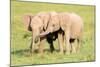 Young Elephants, Masai Mara, Kenya, East Africa, Africa-Karen Deakin-Mounted Photographic Print