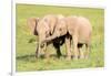 Young Elephants, Masai Mara, Kenya, East Africa, Africa-Karen Deakin-Framed Photographic Print