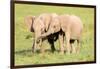 Young Elephants, Masai Mara, Kenya, East Africa, Africa-Karen Deakin-Framed Photographic Print