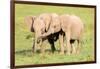 Young Elephants, Masai Mara, Kenya, East Africa, Africa-Karen Deakin-Framed Photographic Print