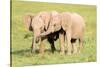 Young Elephants, Masai Mara, Kenya, East Africa, Africa-Karen Deakin-Stretched Canvas