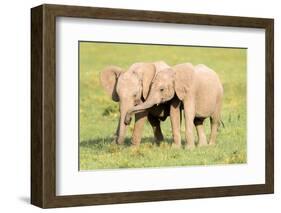 Young Elephants, Masai Mara, Kenya, East Africa, Africa-Karen Deakin-Framed Photographic Print