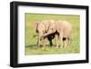 Young Elephants, Masai Mara, Kenya, East Africa, Africa-Karen Deakin-Framed Photographic Print