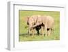 Young Elephants, Masai Mara, Kenya, East Africa, Africa-Karen Deakin-Framed Photographic Print