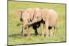Young Elephants, Masai Mara, Kenya, East Africa, Africa-Karen Deakin-Mounted Photographic Print