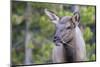 Young Elk (Cervus Canadensis) Grazing Along the Madison River-Michael Nolan-Mounted Photographic Print