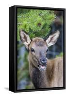 Young Elk (Cervus Canadensis)-Michael Nolan-Framed Stretched Canvas