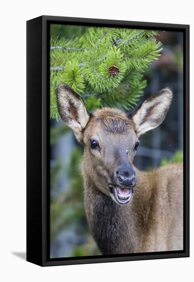 Young Elk (Cervus Canadensis)-Michael Nolan-Framed Stretched Canvas