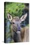 Young Elk (Cervus Canadensis)-Michael Nolan-Stretched Canvas