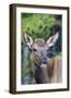 Young Elk (Cervus Canadensis)-Michael Nolan-Framed Photographic Print