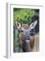 Young Elk (Cervus Canadensis)-Michael Nolan-Framed Photographic Print