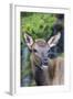 Young Elk (Cervus Canadensis)-Michael Nolan-Framed Photographic Print