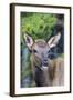 Young Elk (Cervus Canadensis)-Michael Nolan-Framed Photographic Print