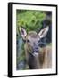 Young Elk (Cervus Canadensis)-Michael Nolan-Framed Photographic Print