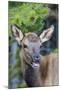 Young Elk (Cervus Canadensis)-Michael Nolan-Mounted Photographic Print