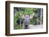 Young Elk (Cervus Canadensis)-Michael Nolan-Framed Photographic Print