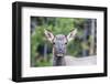 Young Elk (Cervus Canadensis)-Michael Nolan-Framed Photographic Print