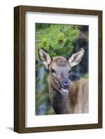 Young Elk (Cervus Canadensis)-Michael Nolan-Framed Photographic Print