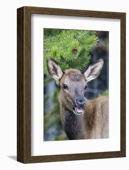 Young Elk (Cervus Canadensis)-Michael Nolan-Framed Photographic Print