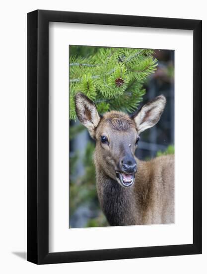 Young Elk (Cervus Canadensis)-Michael Nolan-Framed Photographic Print