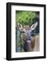 Young Elk (Cervus Canadensis)-Michael Nolan-Framed Photographic Print