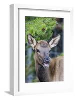 Young Elk (Cervus Canadensis)-Michael Nolan-Framed Photographic Print