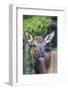 Young Elk (Cervus Canadensis)-Michael Nolan-Framed Photographic Print