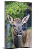 Young Elk (Cervus Canadensis)-Michael Nolan-Mounted Photographic Print