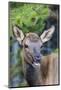 Young Elk (Cervus Canadensis)-Michael Nolan-Mounted Photographic Print