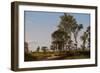 Young Elms-David Johnson-Framed Giclee Print