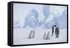 Young Emperor Penguins and Adult-DLILLC-Framed Stretched Canvas