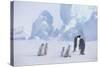 Young Emperor Penguins and Adult-DLILLC-Stretched Canvas